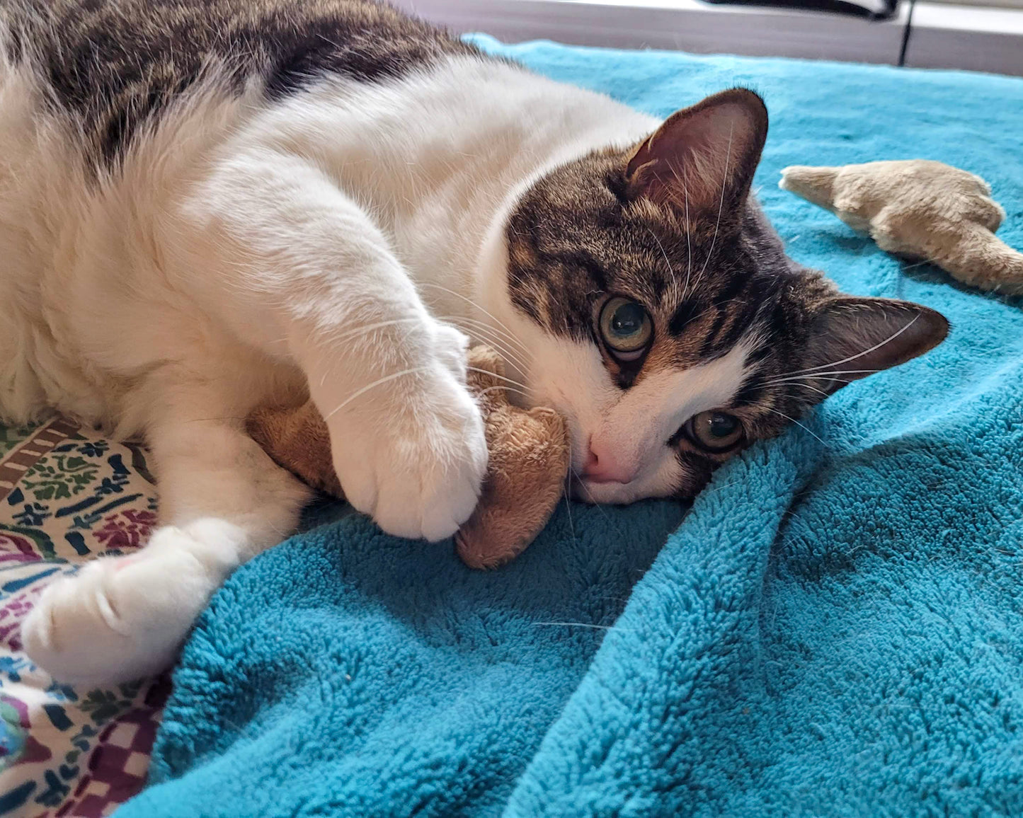 Dino Nugget Catnip Cat Toys