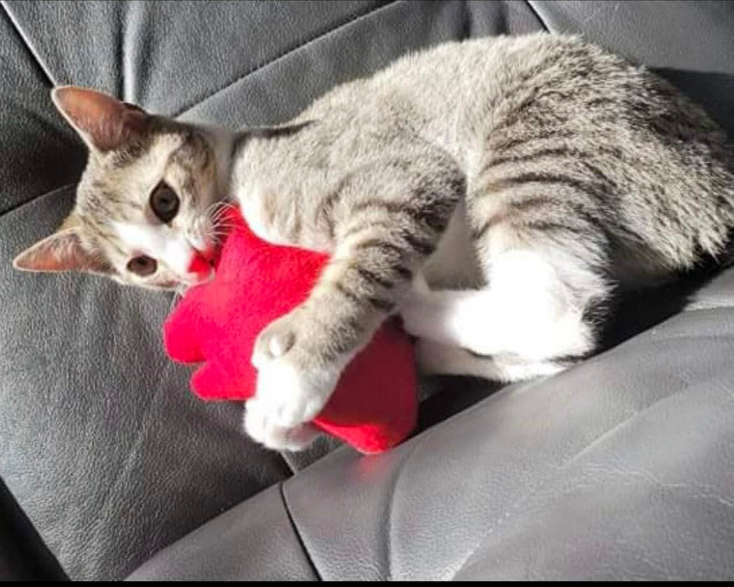 Human Heart Cat Toy & Plushie