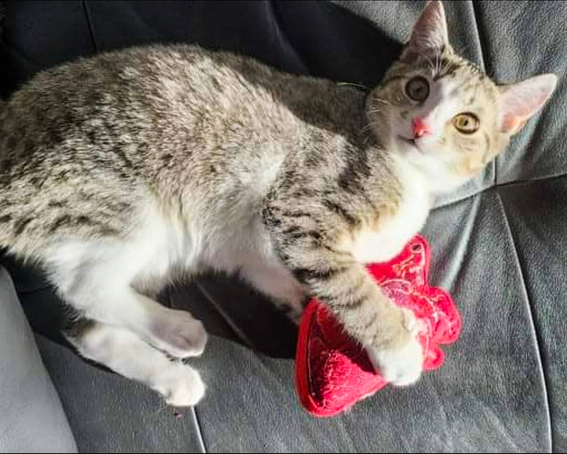 Human Heart Cat Toy & Plushie